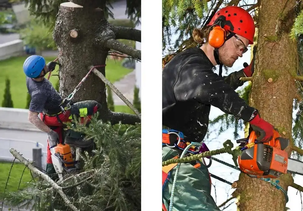 Tree Service