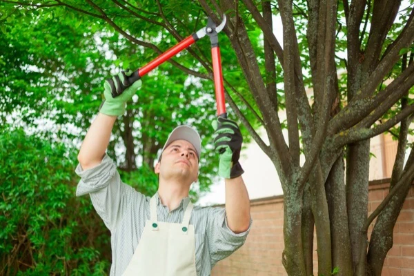 Tree Expert in Currie, NC