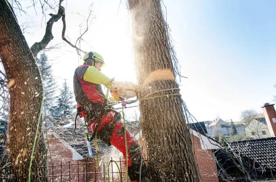 Affordable Tree Cutting Service Currie, NC