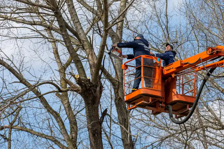 Expert Tree Removal Service Currie, NC