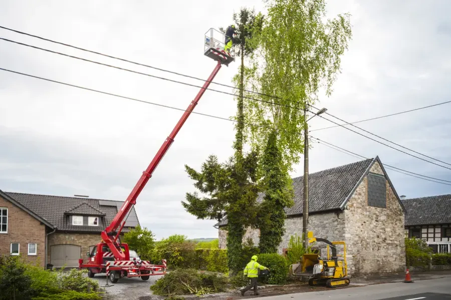 How Proper Tree Trimming Enhances Curb Appeal in Currie, NC