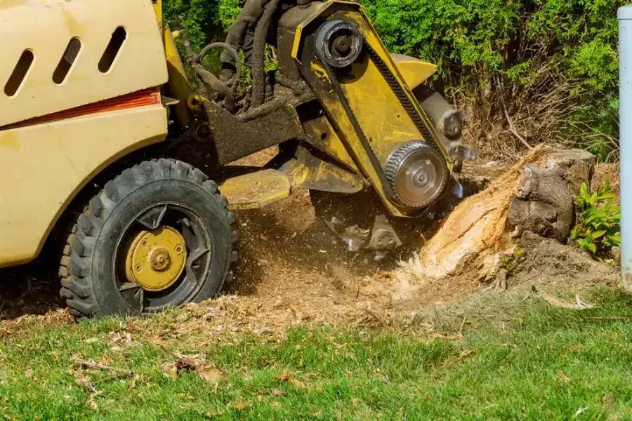 How Stump Grinding Enhances Yard Safety Currie, NC