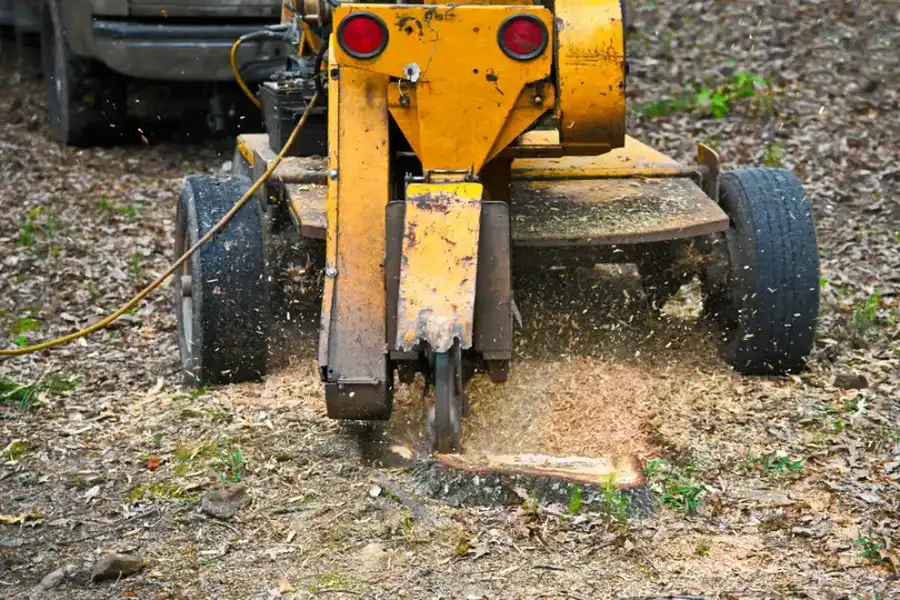 How Stump Grinding Enhances Yard Safety in Currie, NC