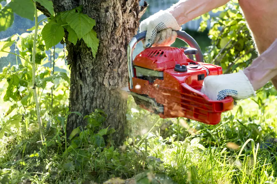 Key Benefits Of Hiring Licensed Tree Removal Professionals in Currie, NC