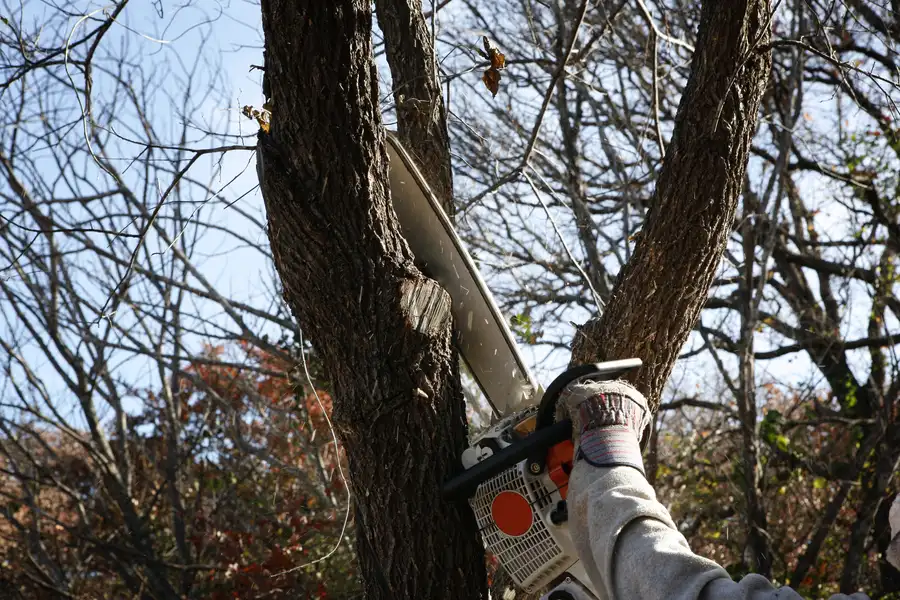 Preparing Your Property For Professional Tree Removal Currie, NC