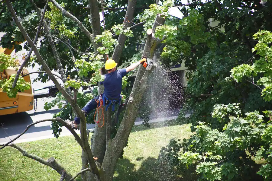 Preparing Your Property For Professional Tree Removal in Currie, NC