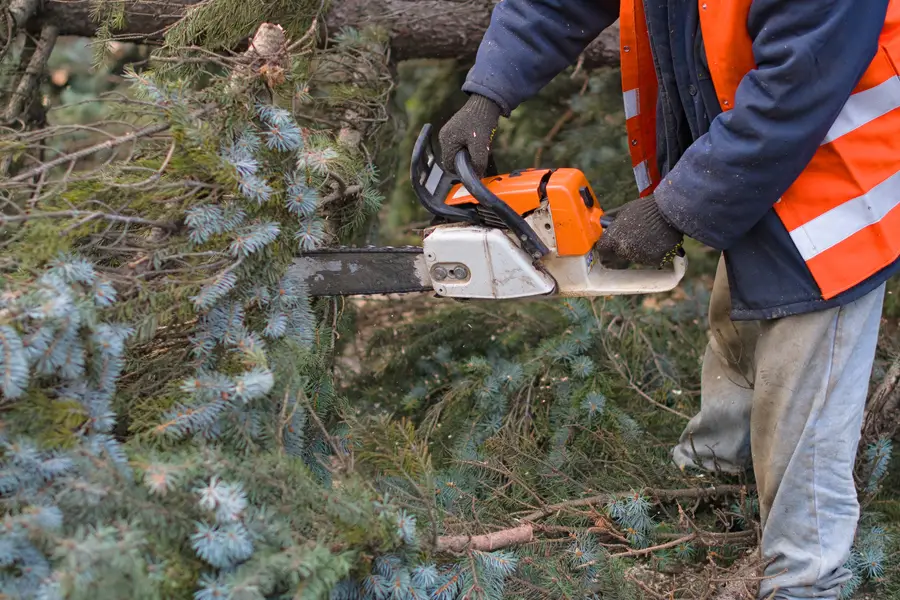 Quality Tree Removal Service Currie, NC