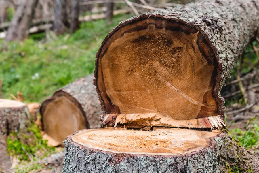 Tree Cutting Service For Storm Damage Prevention in Currie, NC