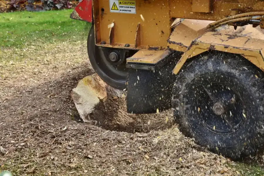 What To Expect After A Stump Grinding Service in Currie, NC